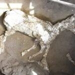 Un caballo momificado en las ruinas de Pompeya