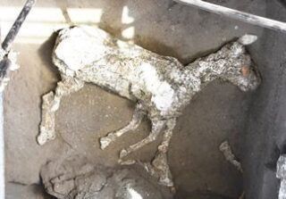 Un caballo momificado en las ruinas de Pompeya, descubrimiento de 2018